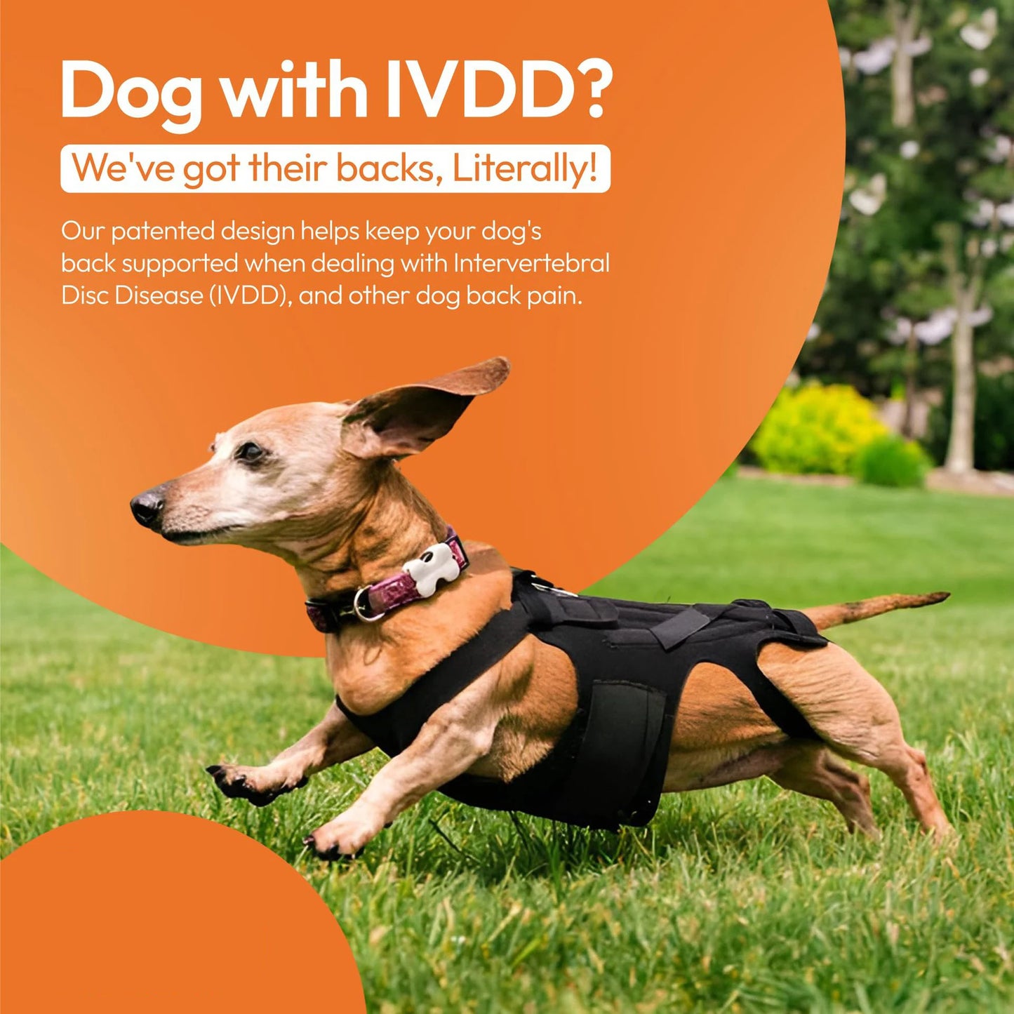 Faja Lumbar Ortopédica para Perros - Soporte IVDD