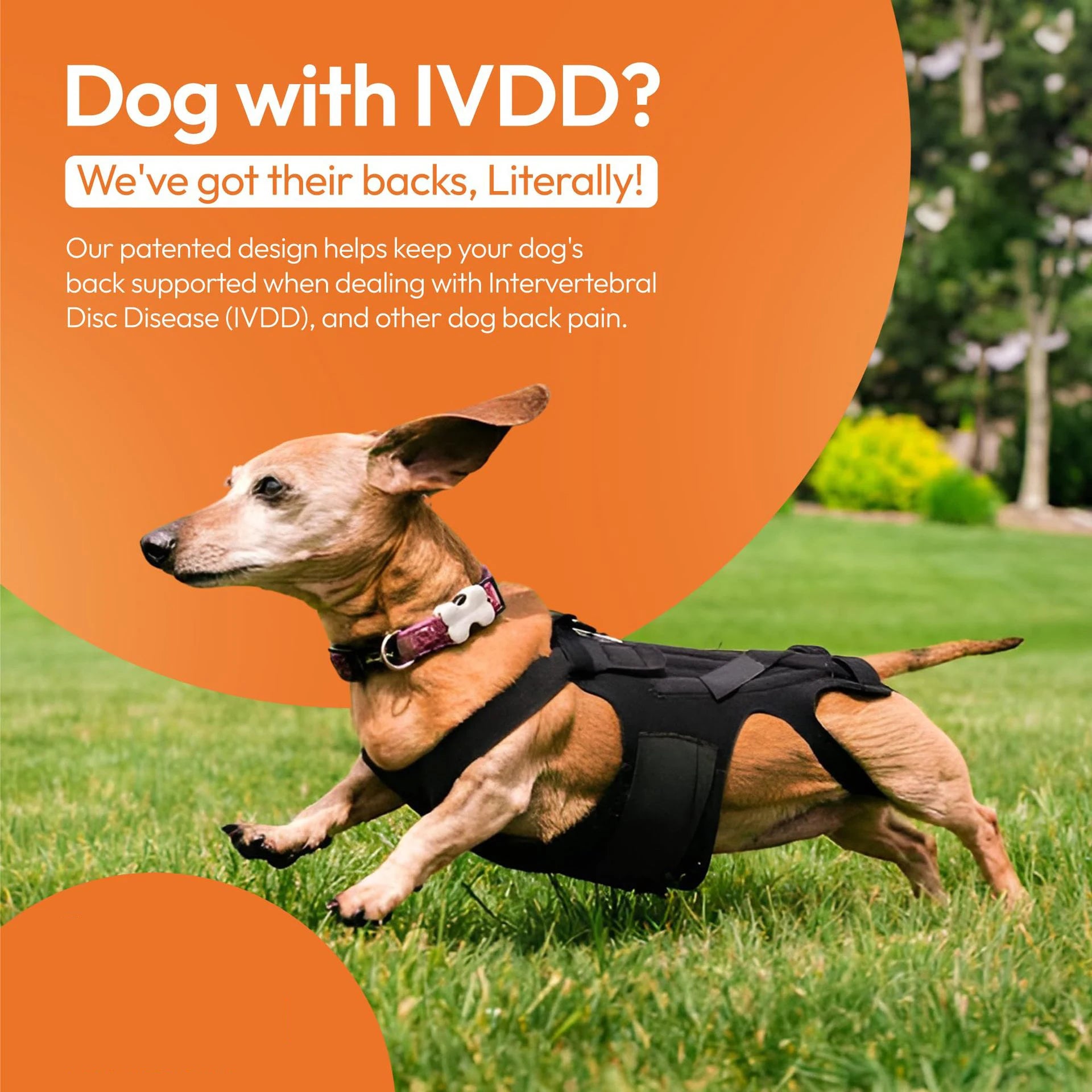 Faja Lumbar Ortopédica para Perros - Soporte IVDD