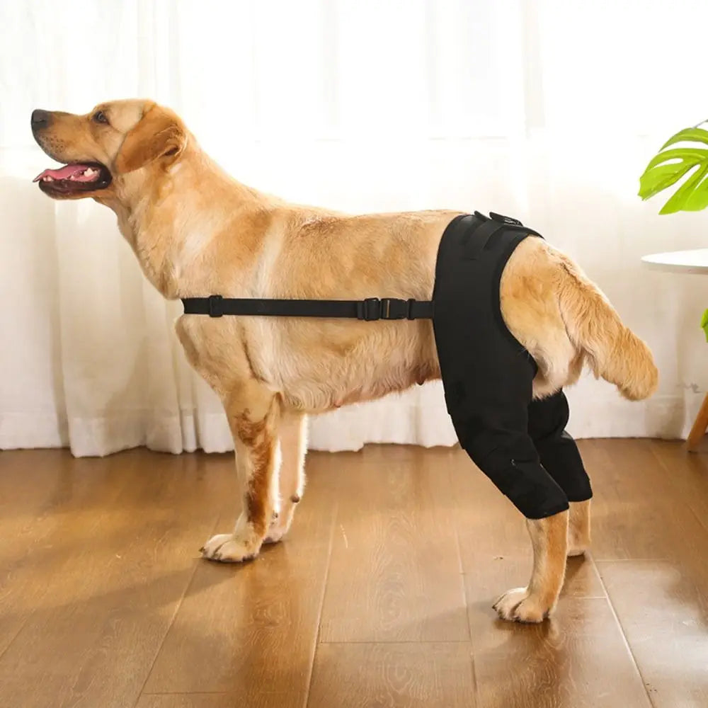 Rodillera ortopédica para perros - soporte articular trasero