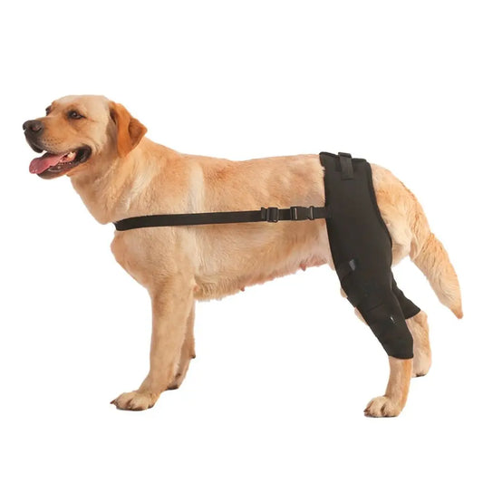 Rodillera ortopédica para perros - soporte articular trasero