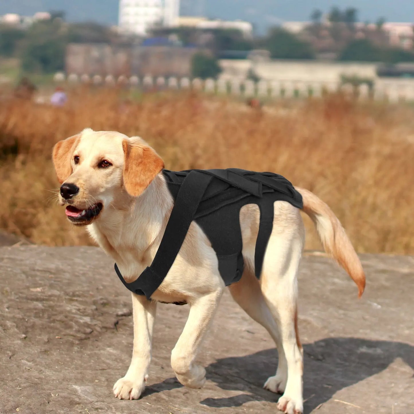 Faja Lumbar Ortopédica para Perros - Soporte IVDD